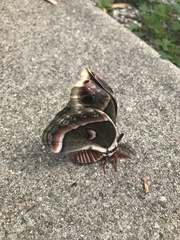 Hyalophora cecropia