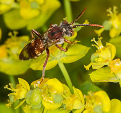 Nomada cuneata