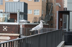 Larus glaucescens × occidentalis