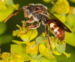 Nomada cuneata