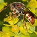Cuneate Nomad Bee - Photo (c) Peter Hollinger, some rights reserved (CC BY-NC), uploaded by Peter Hollinger
