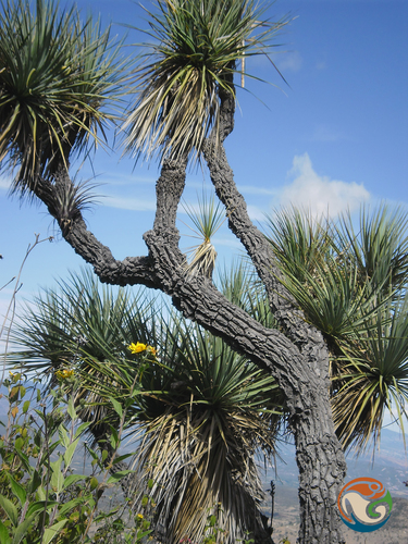 Yucca periculosa