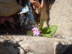 Viola gmeliniana