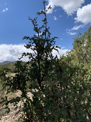 Berberis haematocarpa