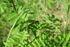 Heteropterus morpheus