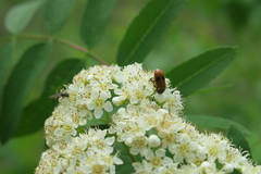 Clytra