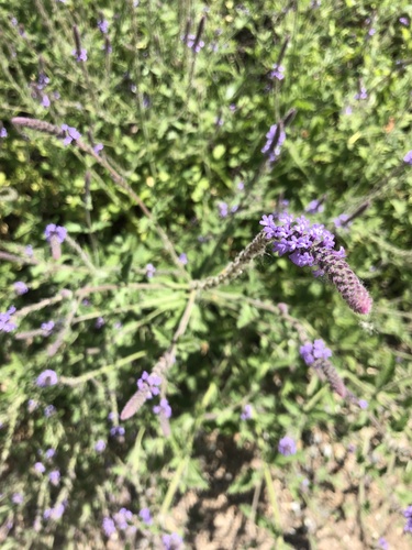 iNaturalist observation photo of western vervain