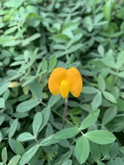 Arachis glabrata