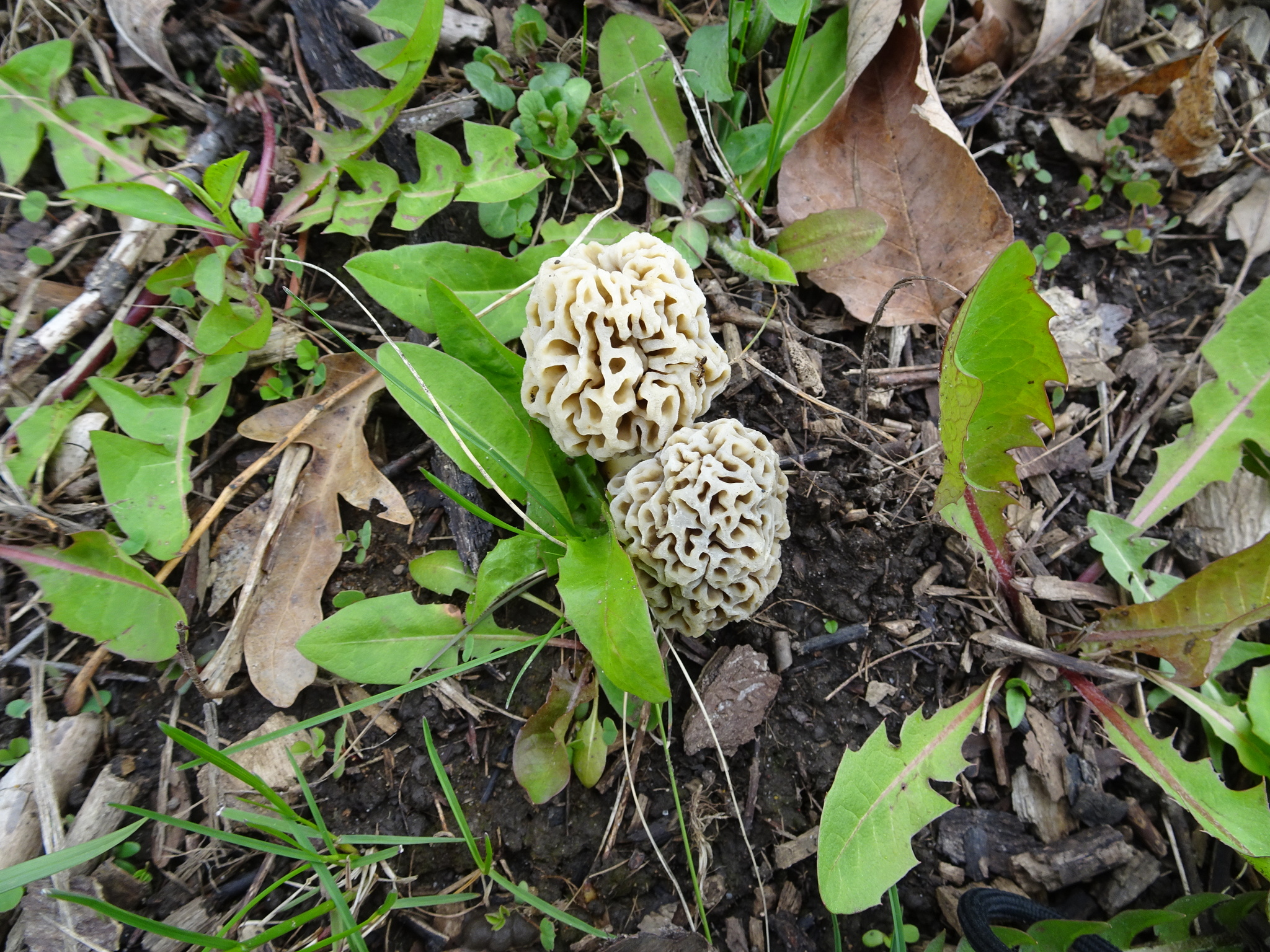 Morchella americana image