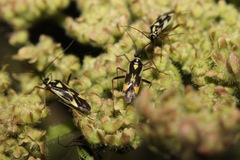 Grypocoris stysi