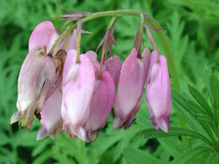 Dicentra formosa formosa