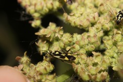 Grypocoris stysi