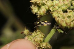 Grypocoris stysi