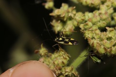 Grypocoris stysi