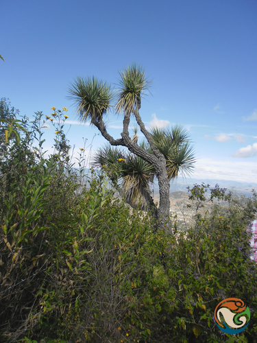 Yucca periculosa