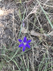 Brodiaea