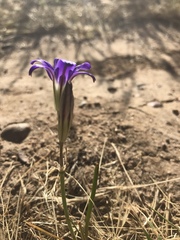 Brodiaea