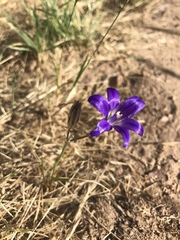 Brodiaea