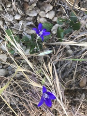 Brodiaea