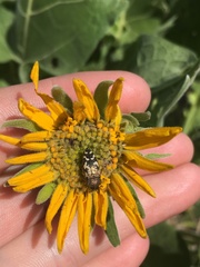 Acmaeodera idahoensis