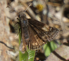 Erynnis persius