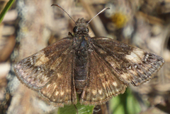 Erynnis persius