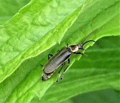 Atalantycha dentigera