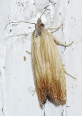 Eucosma radiatana