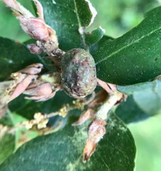 Disholandricus reniformis