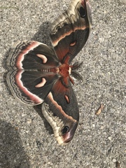 Hyalophora cecropia