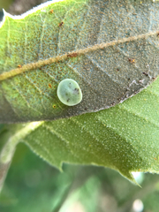 Paracraspis guadaloupensis