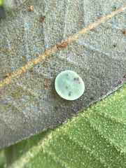 Paracraspis guadaloupensis