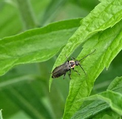 Atalantycha dentigera