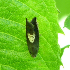 Grapholita tristrigana