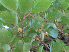 Actinidia rufa