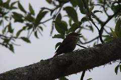 Syndactyla rufosuperciliata
