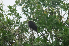 Knipolegus cyanirostris