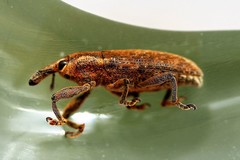 Lixus punctiventris