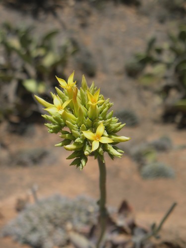 Kalanchoe faustii image