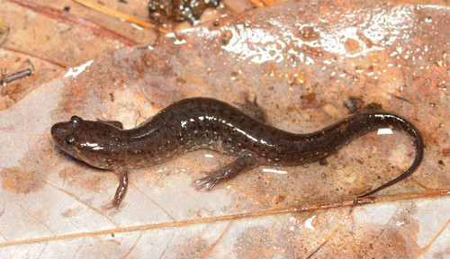 Catahoula Spotted Dusky Salamander