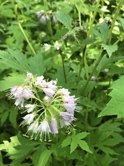 Hydrophyllum virginianum