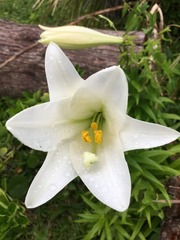 Lilium longiflorum