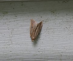 Macrochilo orciferalis