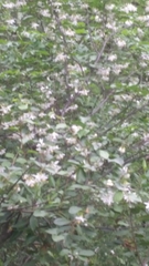 Philadelphus lewisii