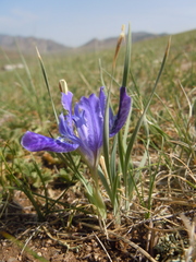 Iris tigridia