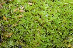 Grimmia trichophylla