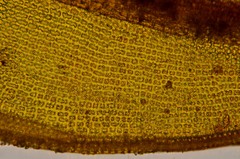 Grimmia trichophylla