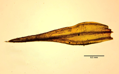 Grimmia trichophylla
