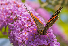 Vanessa atalanta atalanta