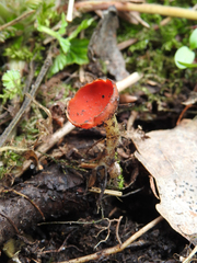 Microstoma protractum